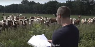 Мужчина устроил своеобразный живой концерт для коров