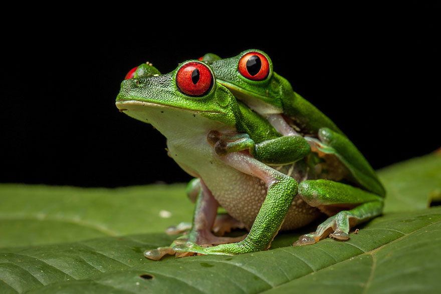 InSearchOfLostFrogs08    :       