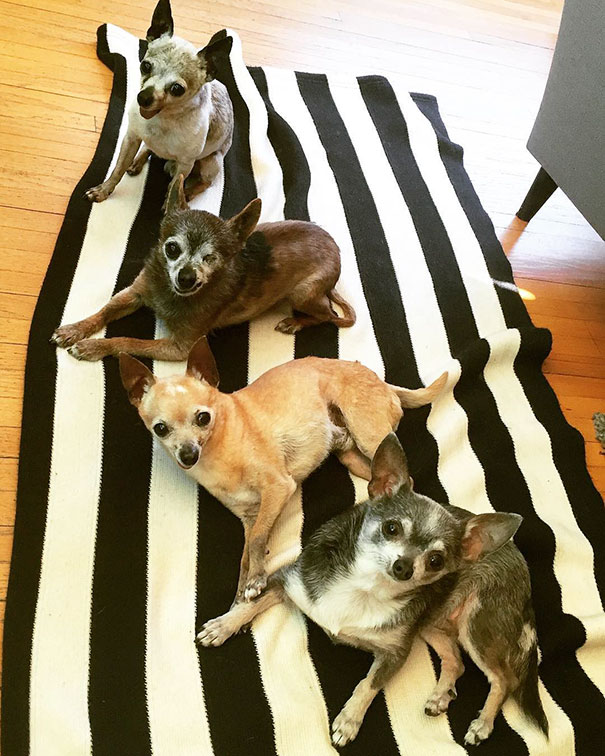 senior-dog-adoption-chihuahua-julie-docherty-1