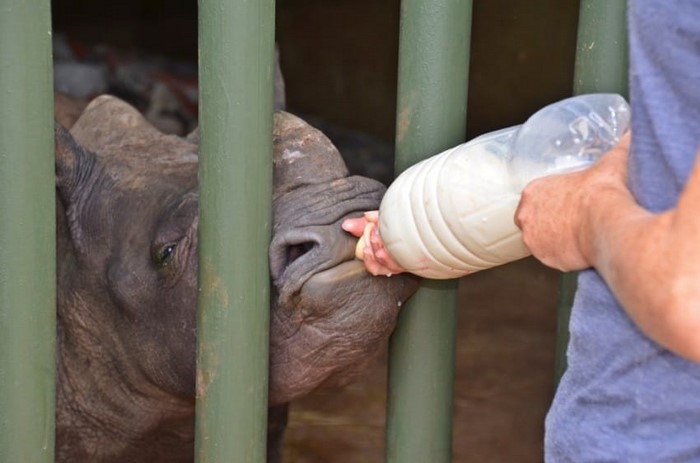 Спасение детеныша носорога