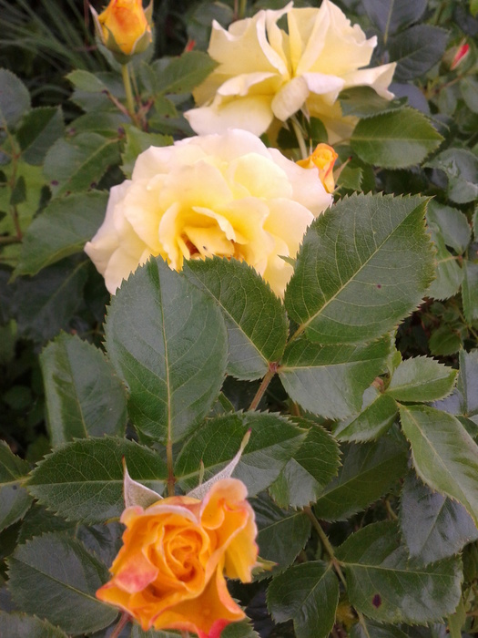 Фото-0299 (525x700, 151Kb)