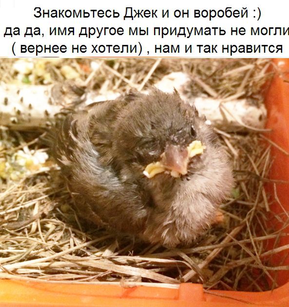 Как ухаживать за воробьём в домашних условиях Как ухаживать за воробьём в домашних условиях