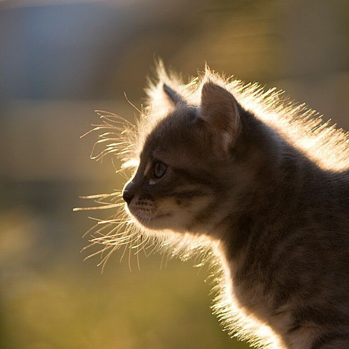 Самые милые котята на свете Самые милые котята на свете