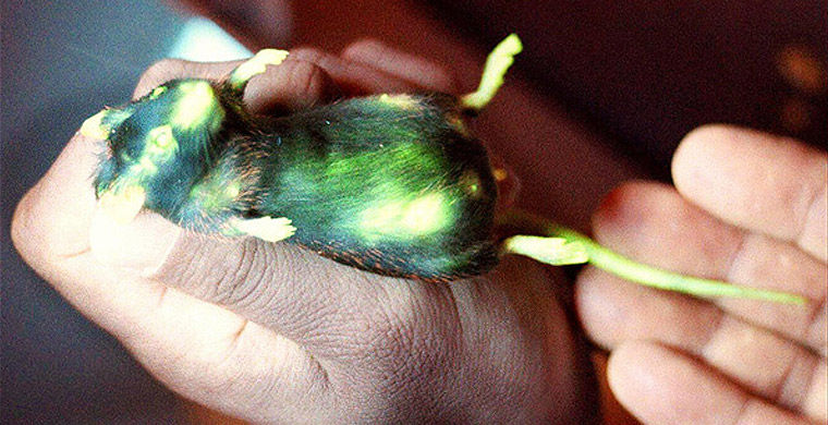 Магия живого света биолюминесценция, животные, насекомые, свет, свечение