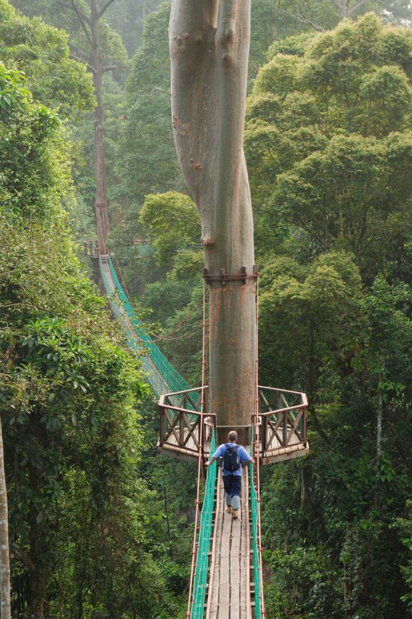 Мост, простирающийся над лесом