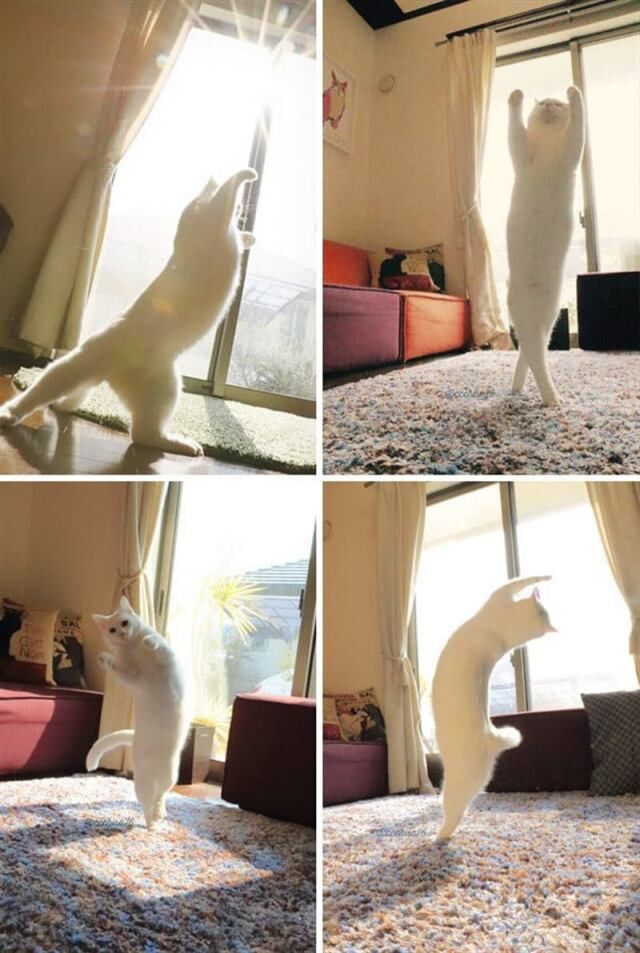 Шедевры кото-фото-искусства