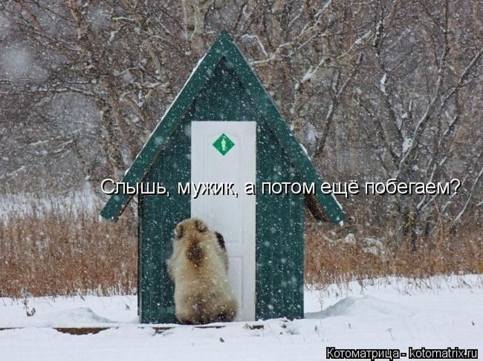 Лучшие котоматрицы недели