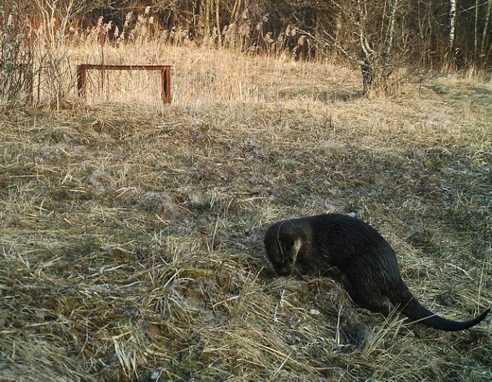 Животные, которые вновь обживают Чернобыль