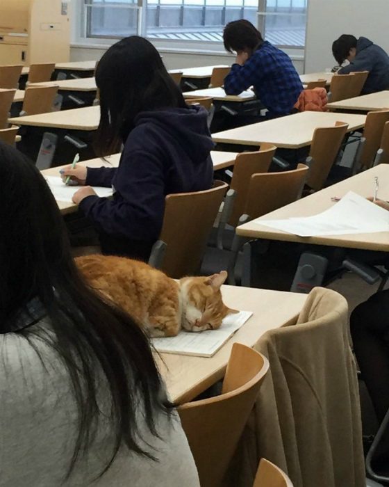 Животные, которые умеют появляться внезапно и эффектно