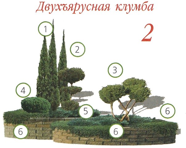 ВАРИАНТЫ ПОСАДКИ ХВОЙНЫХ РАСТЕНИЙ ВАРИАНТЫ ПОСАДКИ ХВОЙНЫХ РАСТЕНИЙ