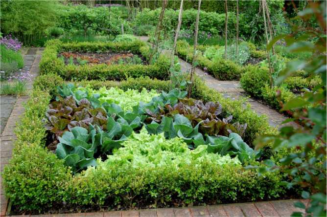 Сад и огород видео совместная посадка овощей