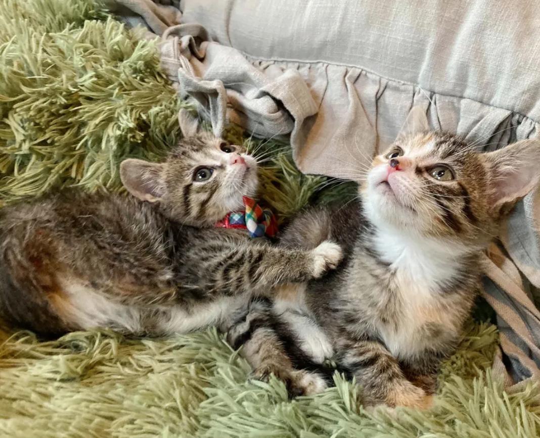 дружба между котятами два котенка