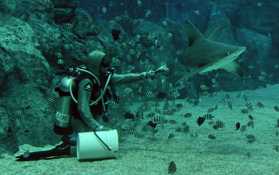 luchshie fotografii zhivotnyx 1        