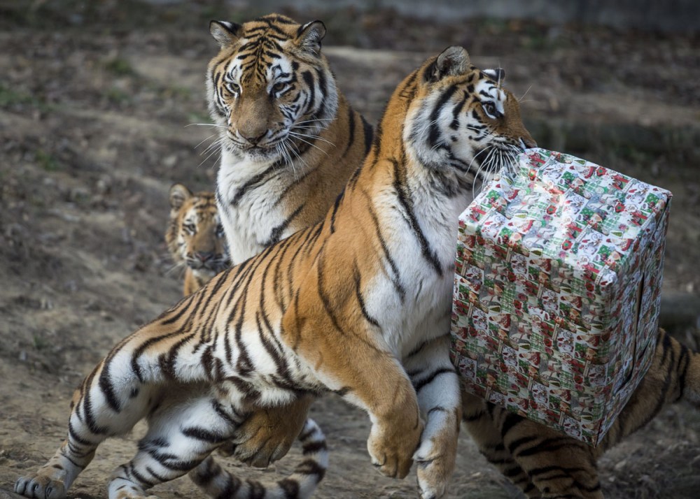 A tiger tries to unwrap a cardboard box containing chicken meat it received as Christmas gift in the zoo in Veszprem, 108 kms southwest of Budapest, Hungary, Friday, Dec. 16, 2016. (Boglarka Bodnar/MTI via AP)