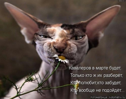 Свежая котоматрица для всех  смешные картинки