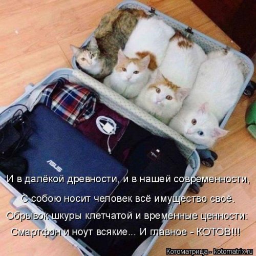 Свежая котоматрица  смешные картинки