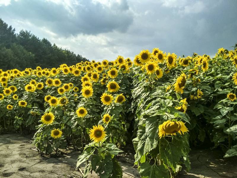 Записки Колорадского Таракана №200. Немного воняет, но перспективы есть Записки Колорадского Таракана №200. Немного воняет, но перспективы есть украина