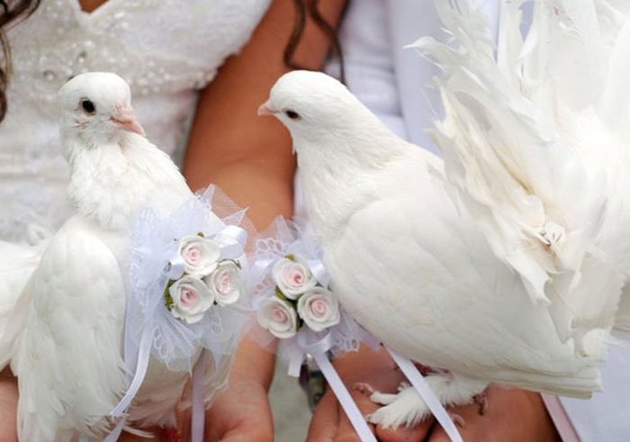 Белые голуби «на счастье».