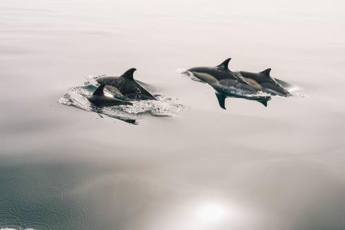 Страшные факты о дельфинах. Насколько опасен дельфин в открытом море: вся правда для туристов