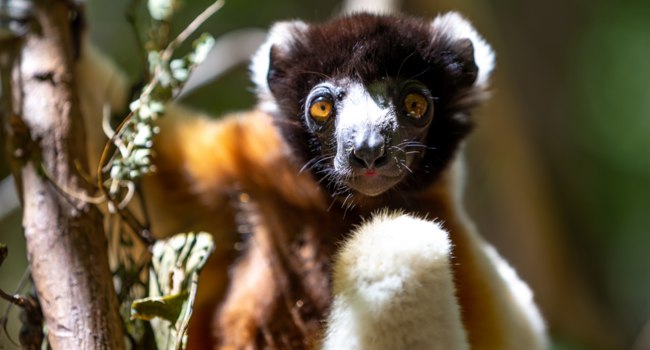 Мадагаскар. Увенчанный сифака (лат. Propithecus coronatus). Crowned sifaka. Madagascar. Фото 25ehaag6 - Freepik.com