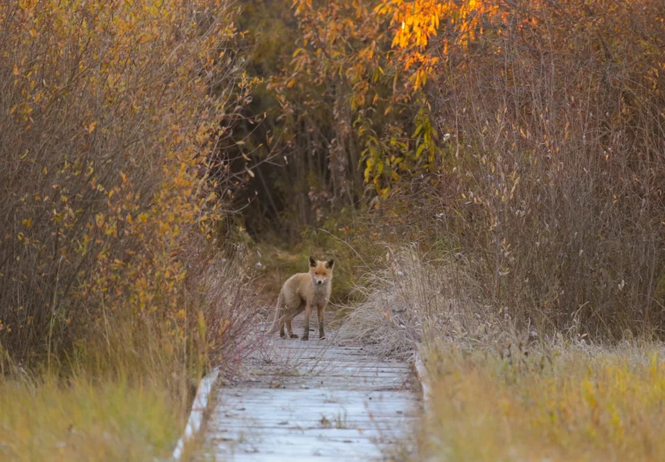 Кабанский заказник: маленький рай в дельте Селенги