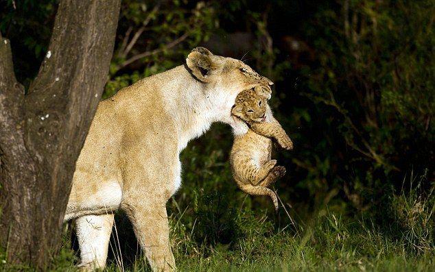 Материнская забота  красивые фотографии,фото приколы