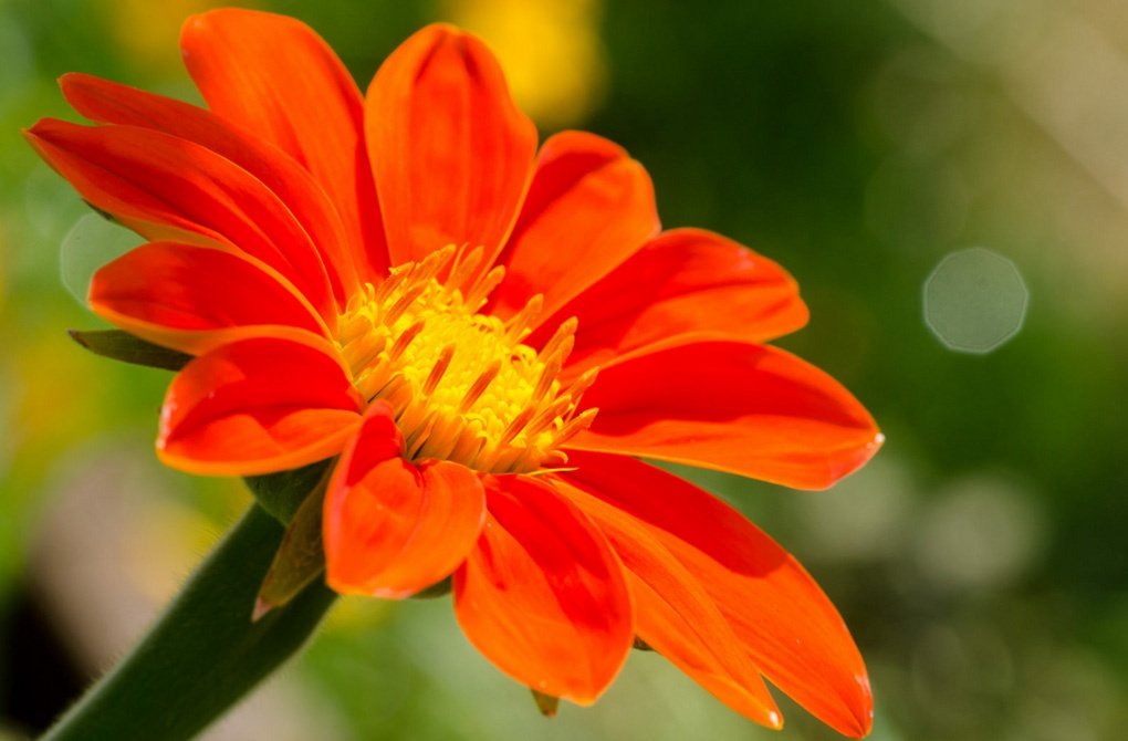 Апрельские посевы цветов и декоративных растений рассада цветов в апреле