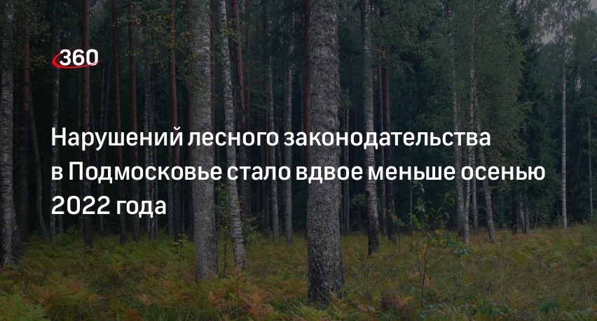 Нарушений лесного законодательства в Подмосковье стало вдвое меньше осенью 2022 года