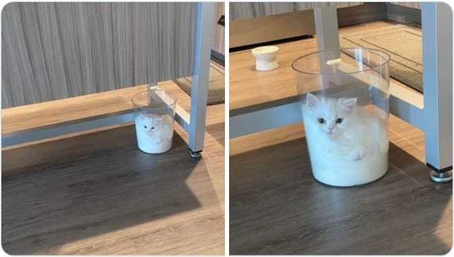 белый котенок сидит в стеклянной вазе
