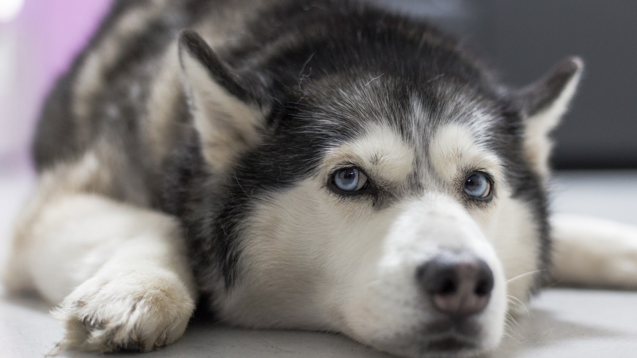 Собака по кличке Ведьма спасла от смерти жительницу Красноярского края