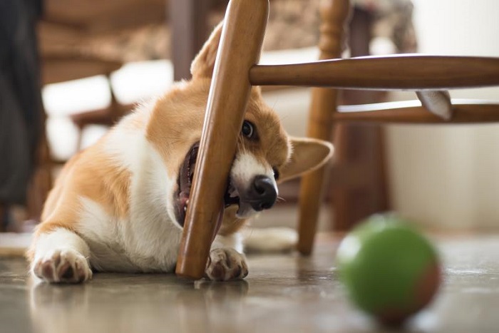 Мебель могут грызть как щенки, так и взрослые собаки. / Фото: zveridoma.ru