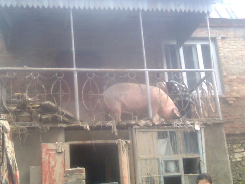 Некоторые умудряются даже животных на балкон засунуть балкон, мусор, прикол, хлам