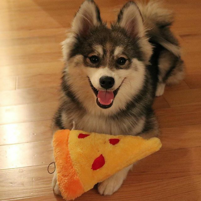 Norman The Pomsky