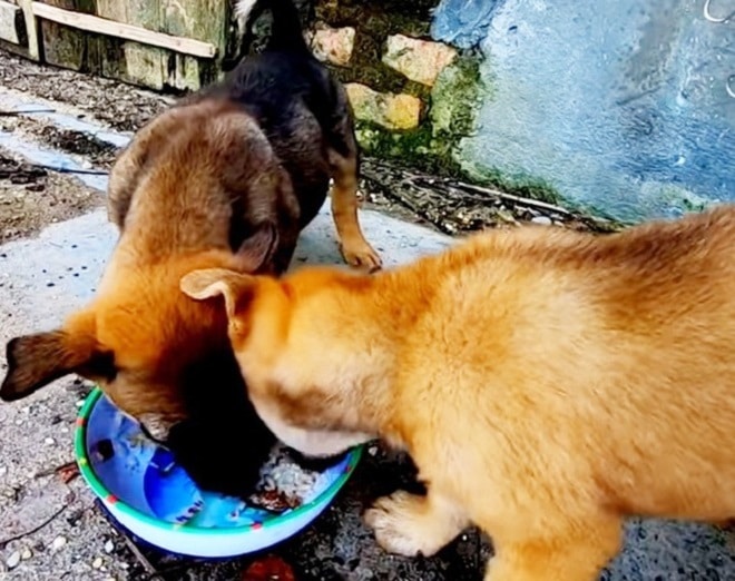 Щенки и миска