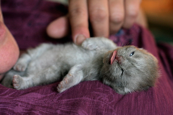 Cute Animal With It's Tongue Sticking Out