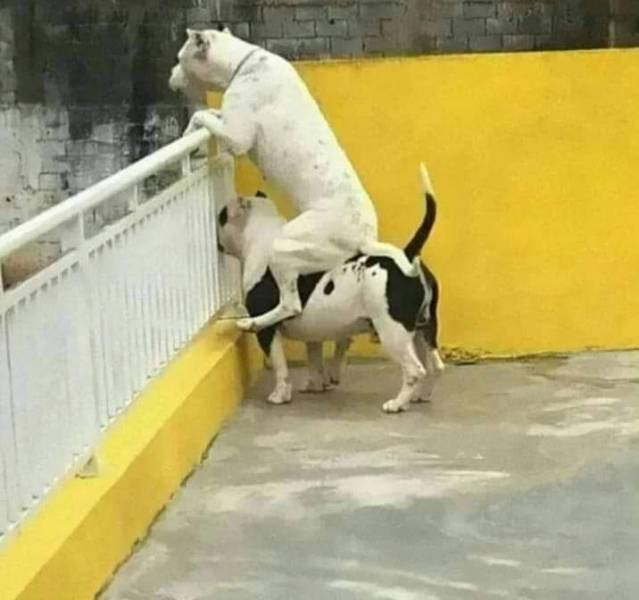 Подборка смешных картинок Подборка смешных картинок приколы,смешные картинки,юмор