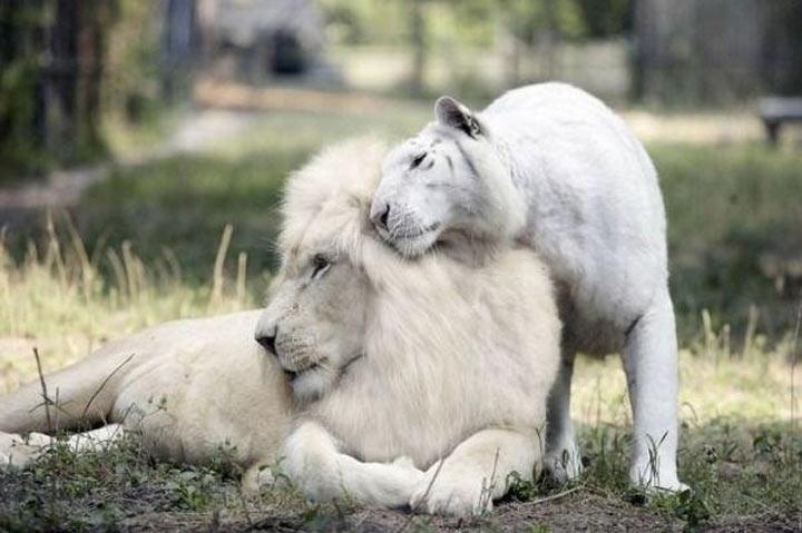 У белого льва и белой тигрицы родились детеныши. И они просто потрясающе прекрасные!