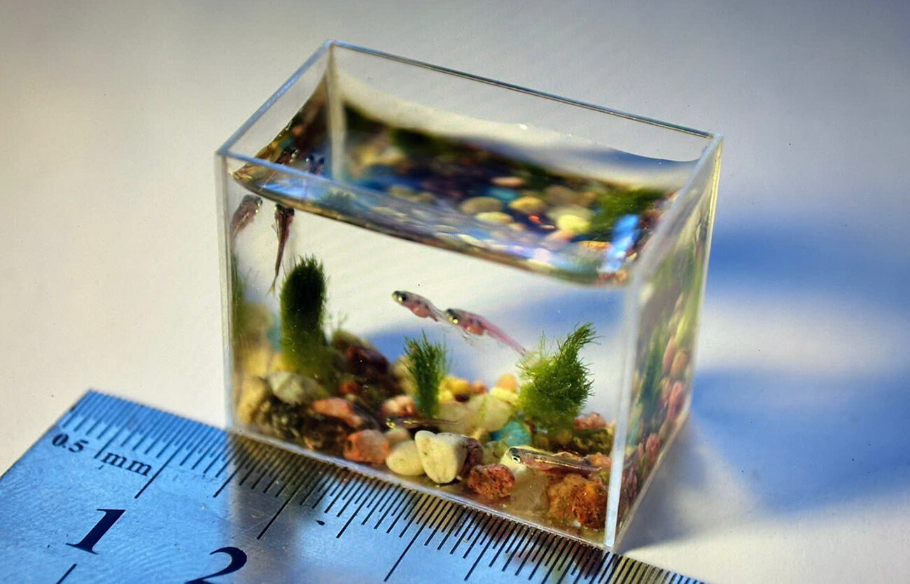 Микро для аквариума. Маленькие рыбки для аквариума. Маленький аквариум. Самый маленький аквариум. Миниатюрные аквариумы.
