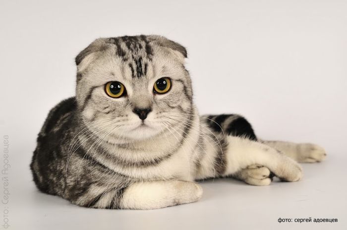 Кошачья фотосессия Кошачья фотосессия