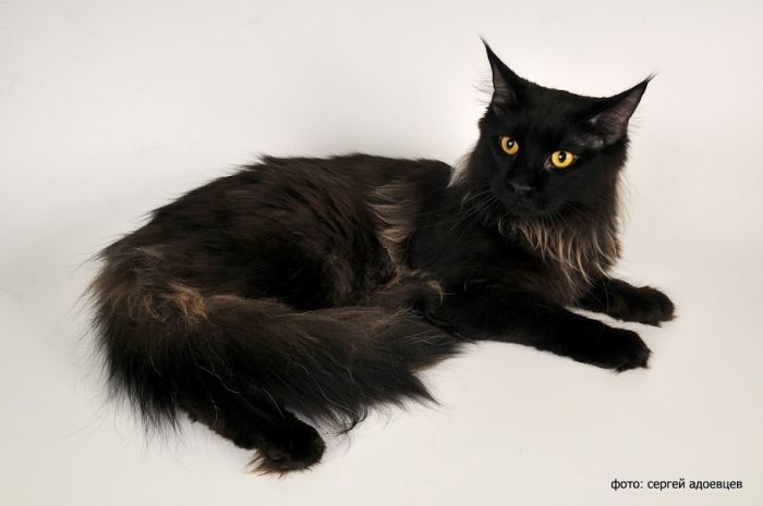 Кошачья фотосессия Кошачья фотосессия