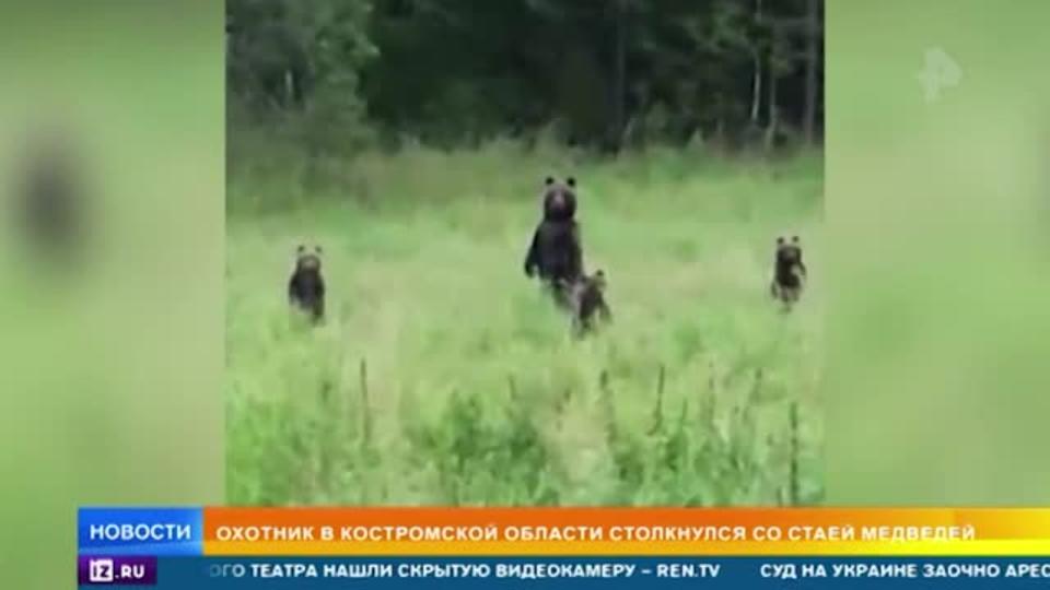 Одинокий медведь добрался до центра Петропавловска-Камчатского