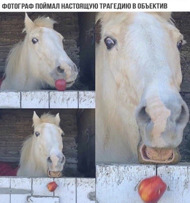 Шутки и мемы из Сети Шутки и мемы из Сети позитив,смешные картинки,юмор