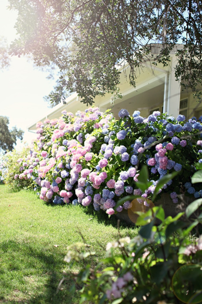 гортензия садовая обрезка