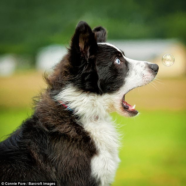 Милейшие создания на Comedy Pet Photography Awards