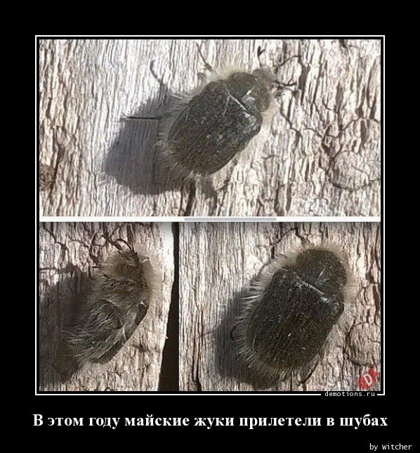 Традиционный пост улыбок и позитива для всех ценителей демотивирующего юмора! 