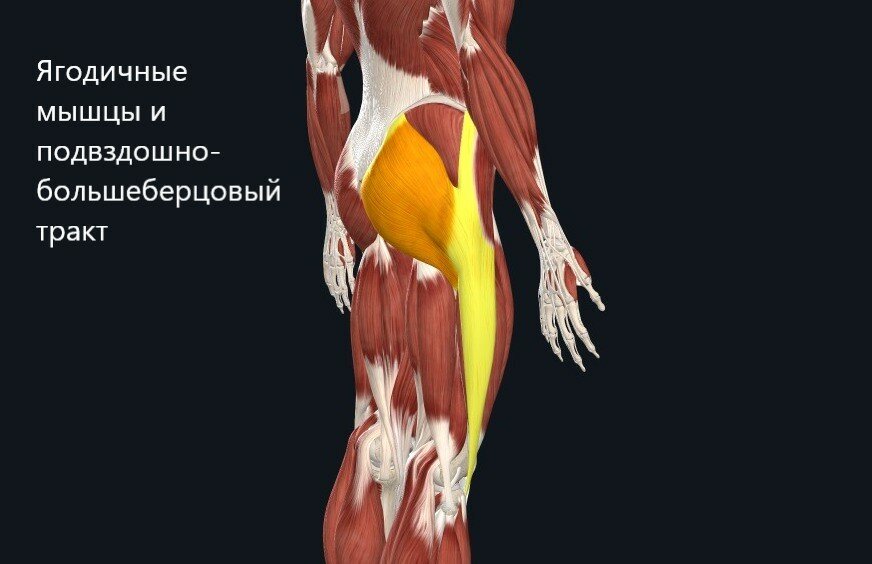 Перекос таза: как распознать и что делать может, кость, перекос, длину, можно, мышца, будет, Источник, важно, находятся, тестов, одной, только, оцениваем, уровне, поэтому, внутренней, корпуса, Яндекс, костей