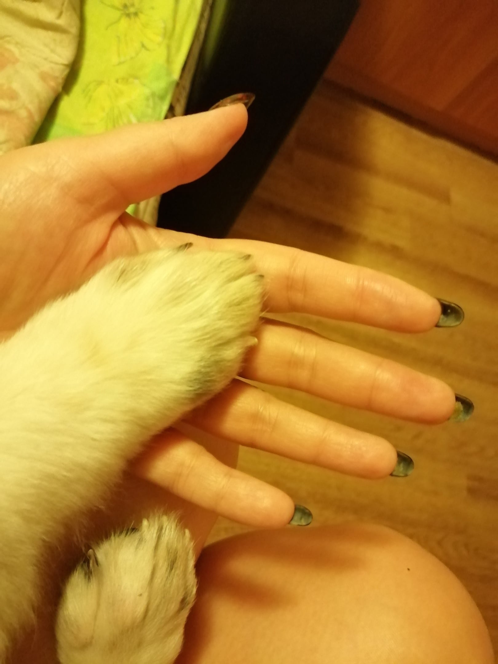 лапа собаки