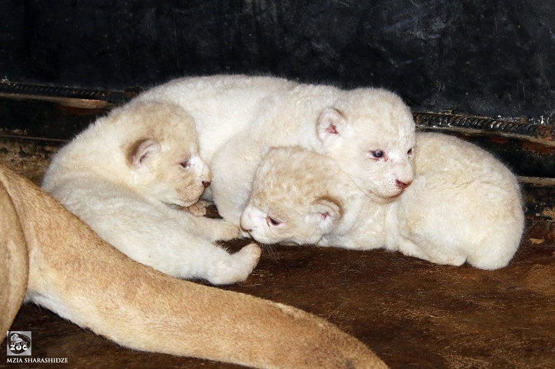 В зоопарке Тбилиси львица Клеопатра родила троих белоснежных львят жизнь, зоопарк, львята