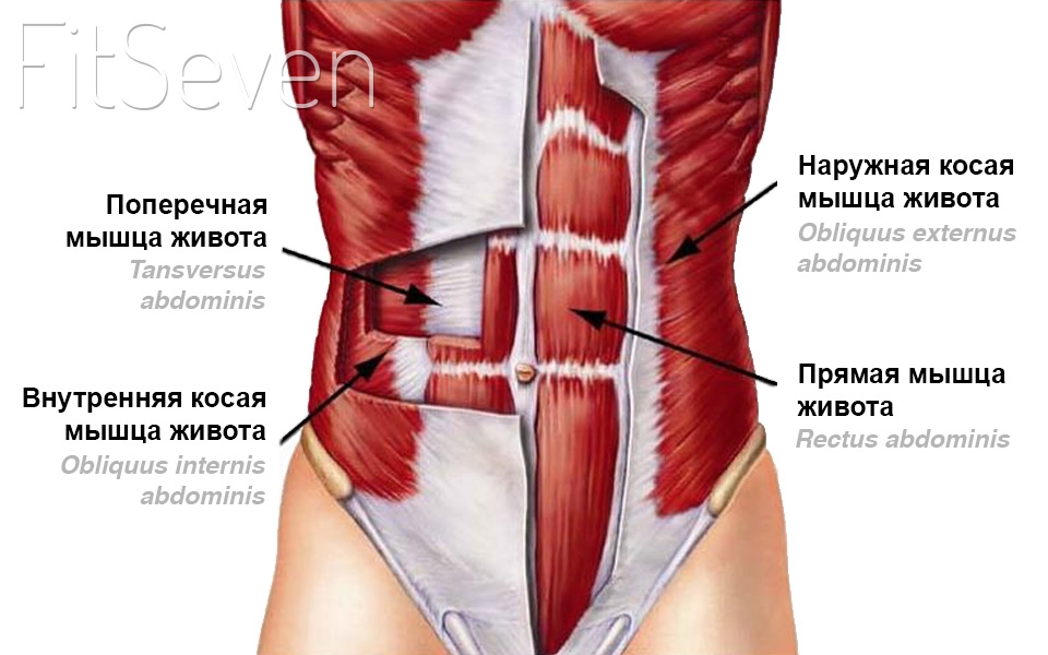 Косые мышцы живота — анатомия