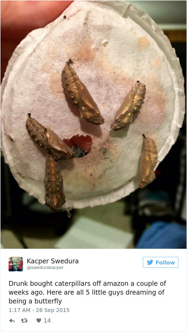 Гусеницы, которые скоро превратятся в бабочек алкоголь, опьянение, покупка